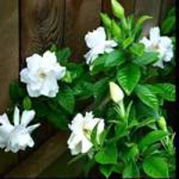 user-photo